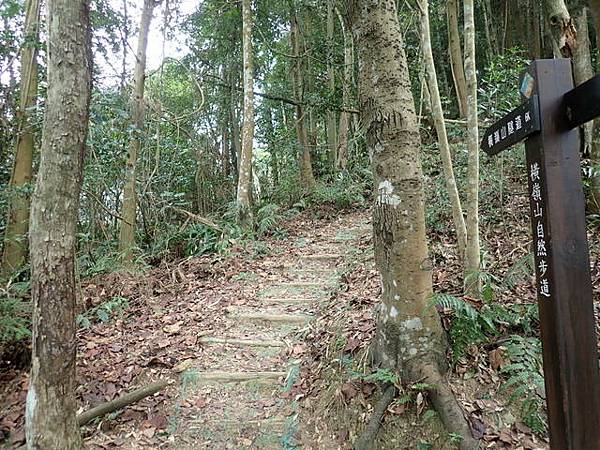 橫嶺山步道 (138).JPG