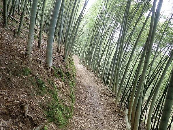 橫嶺山步道 (141).JPG