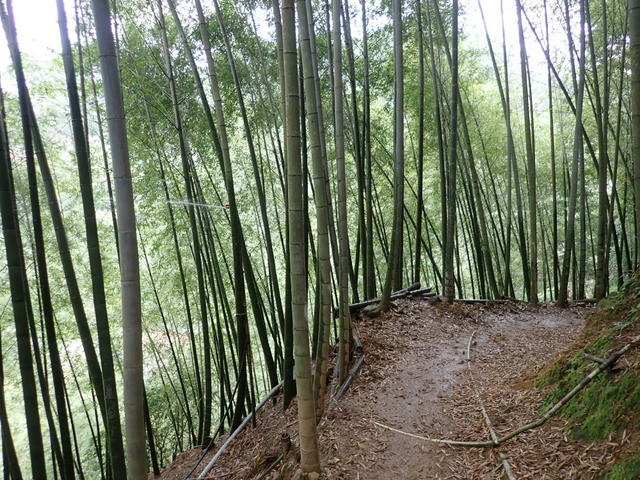 橫嶺山步道 (142).JPG