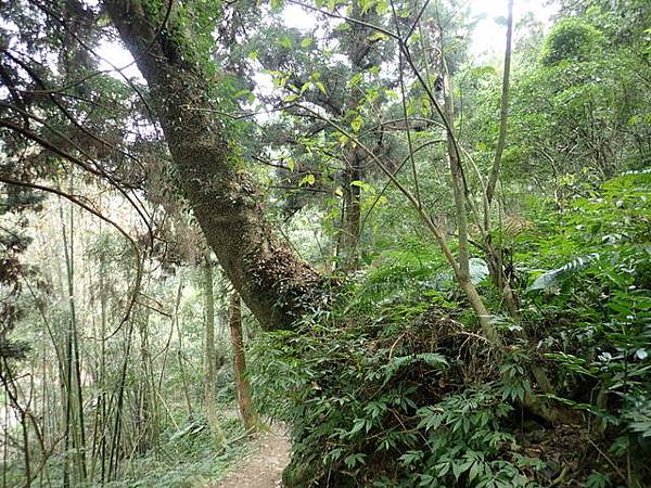 橫嶺山步道 (144).JPG