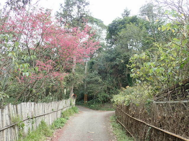 橫嶺山步道 (152).JPG