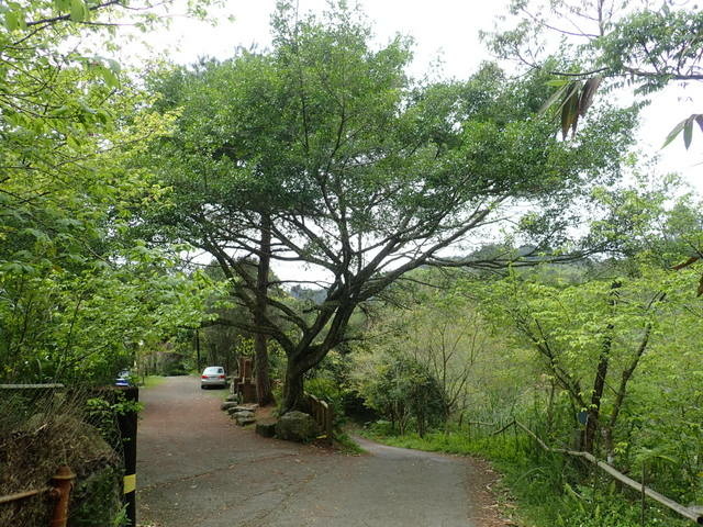 橫嶺山步道 (153).JPG
