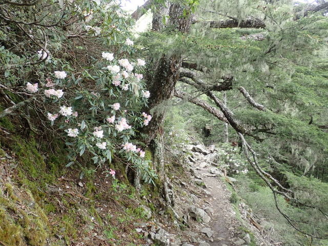 雪山東峰 (124).JPG