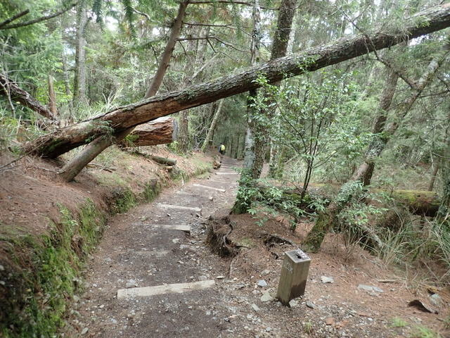 雪山東峰 (232).JPG