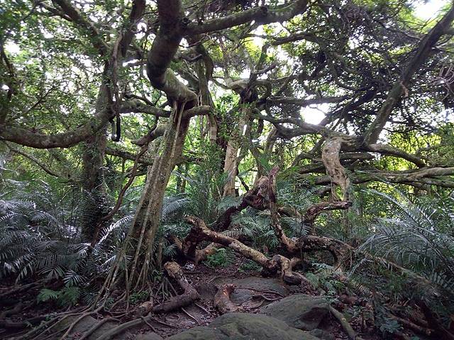 鸞山森林博物館 (20).jpg