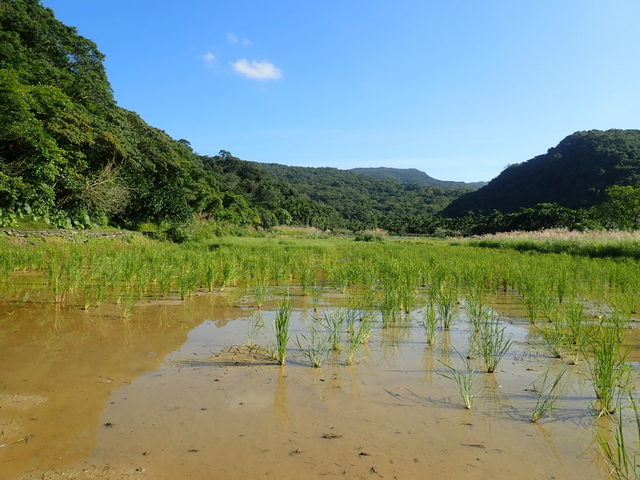 草嶺古道 (1).JPG