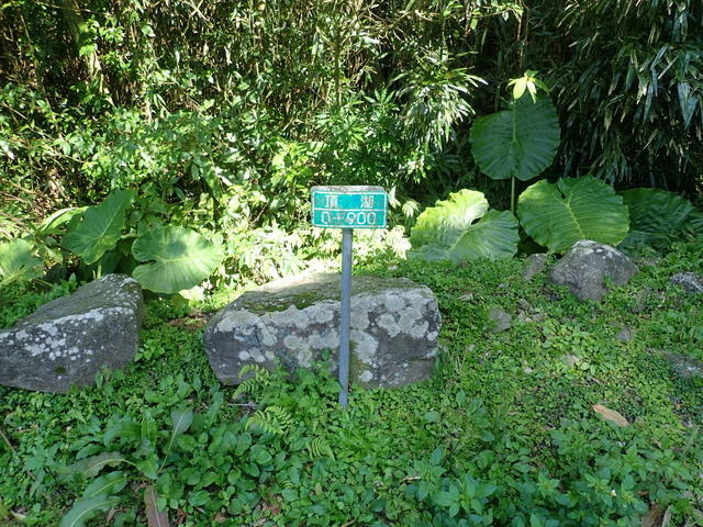 竹子湖 (79).JPG