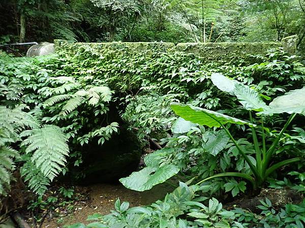 騎龍古道 (41).JPG