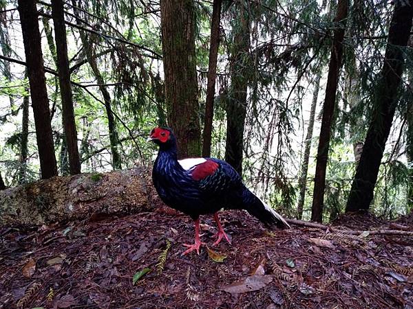 桃山瀑布 (62).jpg