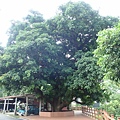 甲仙 (79).JPG