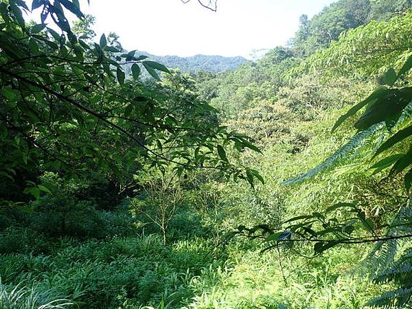 九芎根山 (38).JPG