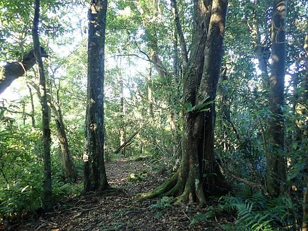 九芎根山 (105).JPG