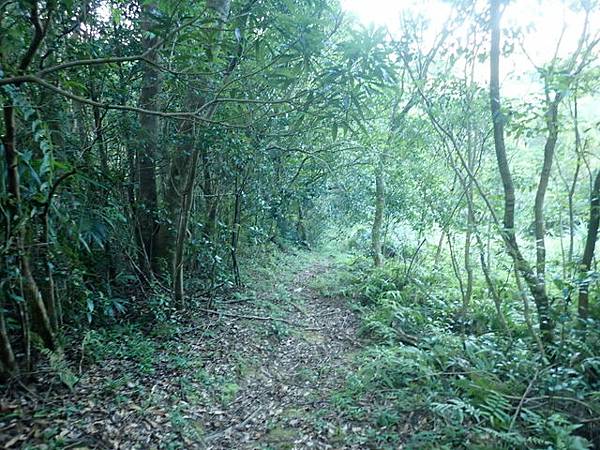 九芎根山 (116).JPG
