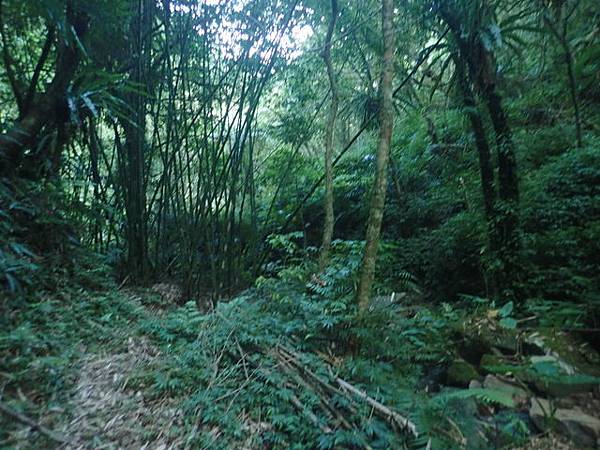 九芎根山 (129).JPG