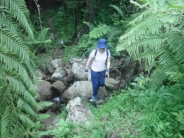 九芎根山 (131).JPG