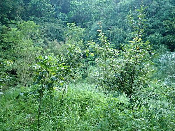 九芎根山 (134).JPG