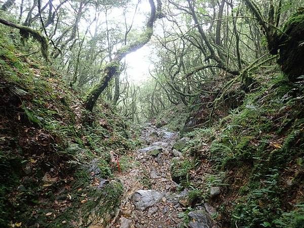 北插天山 (163).JPG