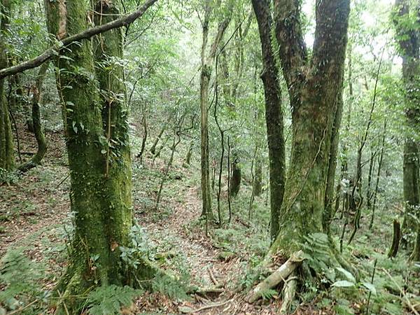 北插天山 (176).JPG