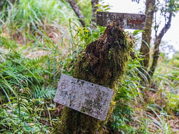 北插天山 (224).JPG