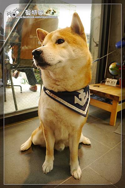 shiba!喜八珈琲店