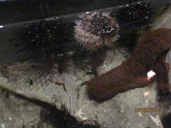 100 08 13 100 08 15 夜宿海生館 墾丁生態遊 活動照片 親子 自然 知性 慢遊 踏青 跟著陳經理趣玩 痞客邦