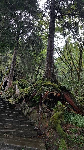 107.10.07阿里山、特富野_180911_0040.jpg