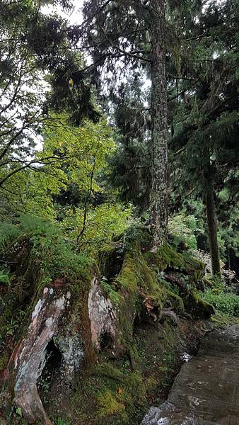 107.10.07阿里山、特富野_180911_0042.jpg