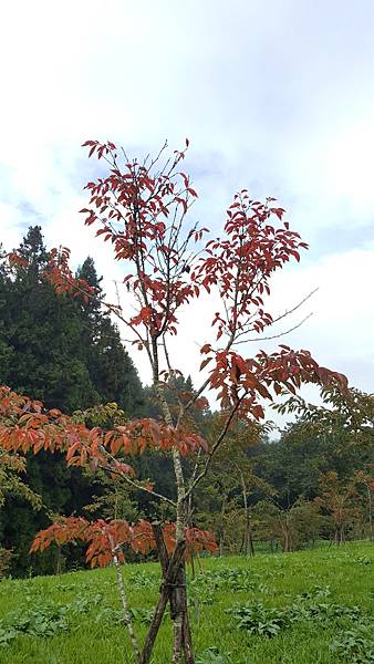 107.10.07阿里山、特富野_180911_0049.jpg