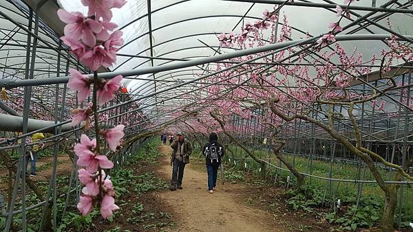 108.03.24恩特士梅峰之旅_190407_0079.jpg