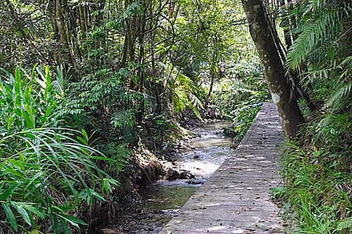 澀水森林步道_200710_26.jpg