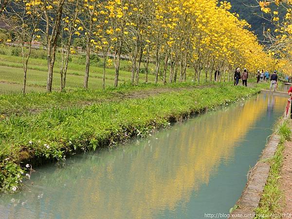 黃花風鈴木與螢火蟲_210202_4.jpg