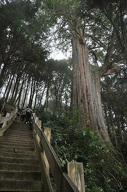 113.03.09-113.03.10雪霸．觀霧森呼吸二日遊