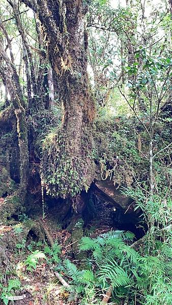 LINE_ALBUM_翠峰湖環山步道_220919_31.jpg