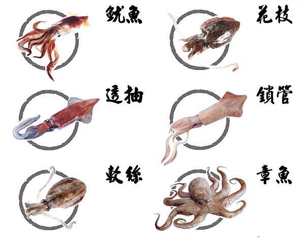 烏賊 章魚 品總.jpg