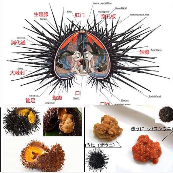 海膽 總類 阿荃 痞客邦