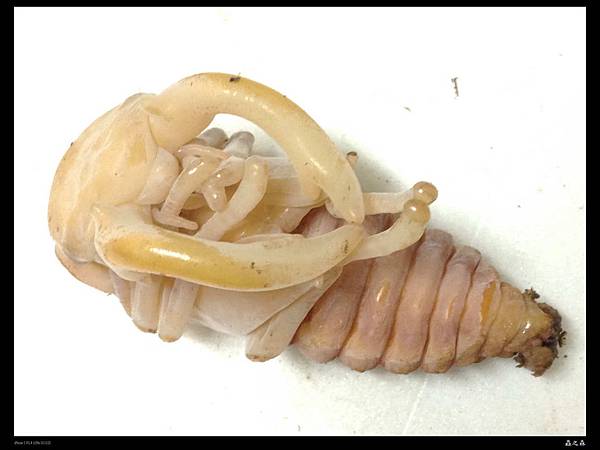 緬甸大鹿角蛹2