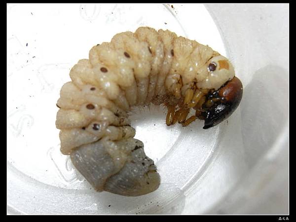 45 犀角金龜幼蟲