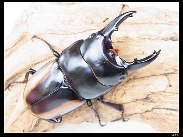 209所羅門鋸成蟲4