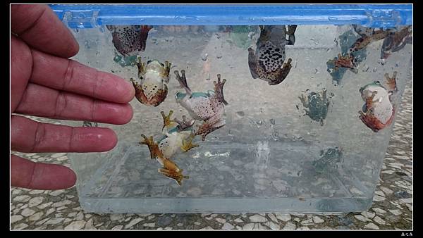 105 0512 人工飼育莫氏樹蛙的一生 蟲之森 痞客邦 105 0512 人工飼育莫氏樹蛙的一生 蟲之森 痞客邦