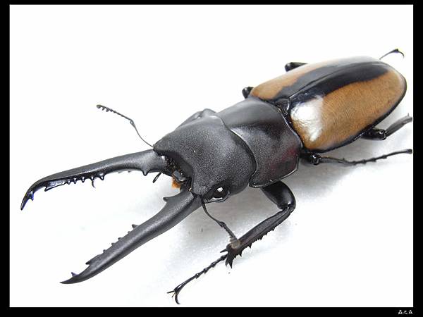 35直鄂側紋鋸 35直鄂側紋鋸