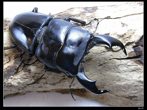 45 蘇門達臘巨扁 45 蘇門達臘巨扁