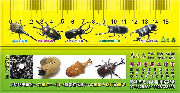 完全變態 _甲蟲尺