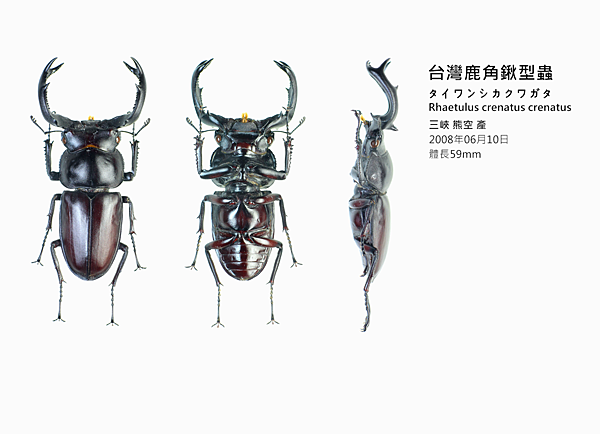 107_0308 翰哥的甲蟲三視圖 之 鍬形蟲－蟲之森｜痞客邦