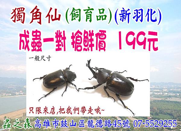 獨角仙一對199元