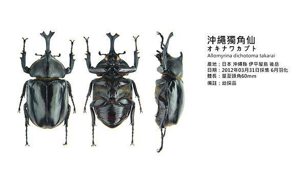 107_0807 翰哥的甲蟲三視圖 之 兜蟲-蟲之森|痞客邦 107_0807 翰哥的甲蟲三視圖 之 兜蟲-蟲之森|痞客邦