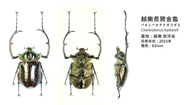 Cheirotonus battareli.png