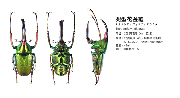 テオドシア・ヴィリディアウラタ.png テオドシア・ヴィリディアウラタ.png