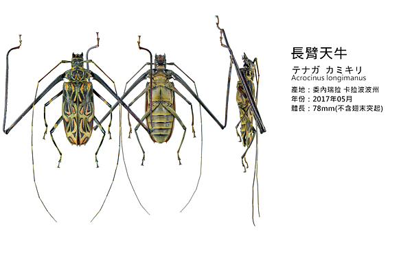 長臂天牛.png 長臂天牛.png