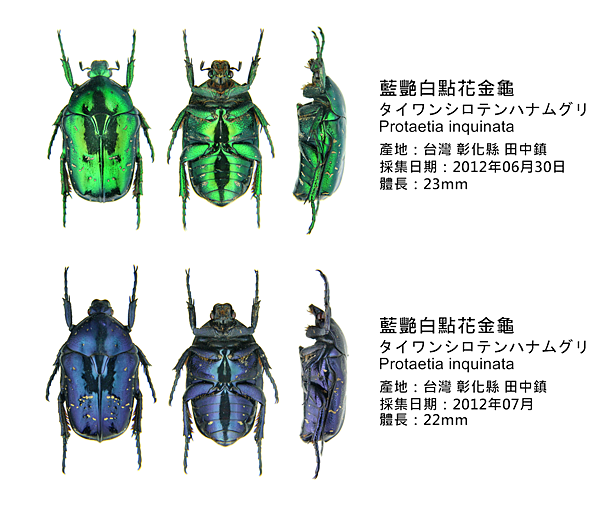 タイワンシロテンハナムグリ タイワンシロテンハナムグリ