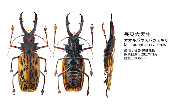 オオキバウスバカミキリ オオキバウスバカミキリ